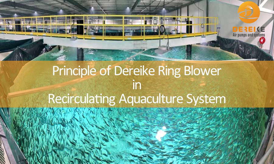 Principle of Dereike Ring Blower in Recirculating Aquaculture System